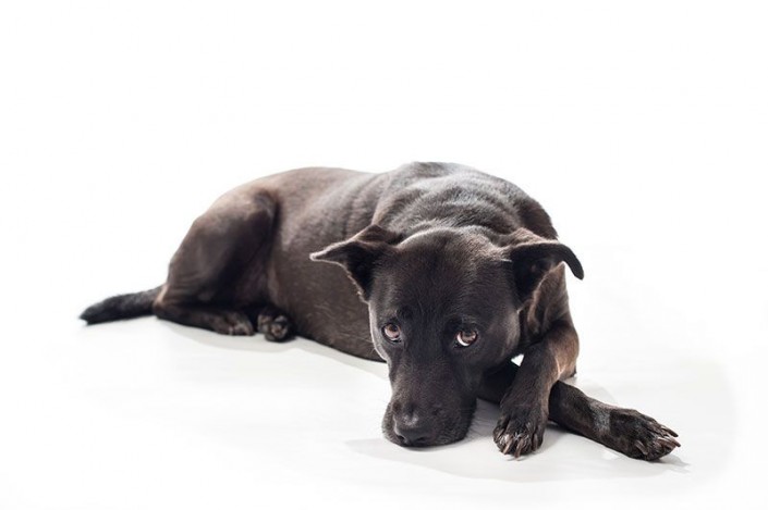 404-dog