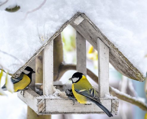 Füttern ist nur angebracht bei geschlossener Schneedecke und Dauerfrost. Foto: ivan kmit - Fotolia.com