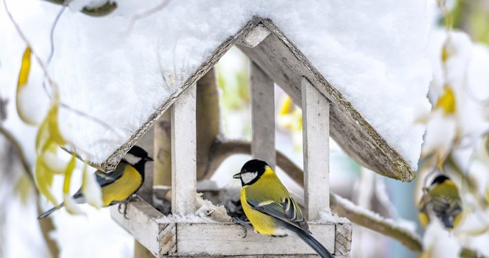 Füttern ist nur angebracht bei geschlossener Schneedecke und Dauerfrost. Foto: ivan kmit - Fotolia.com