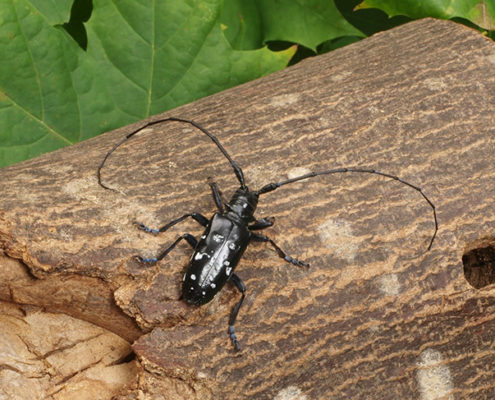 Asiatischer Laubholzbockkäfer. Foto: Bayerische Landesanstalt für Landwirtschaft (LfL)