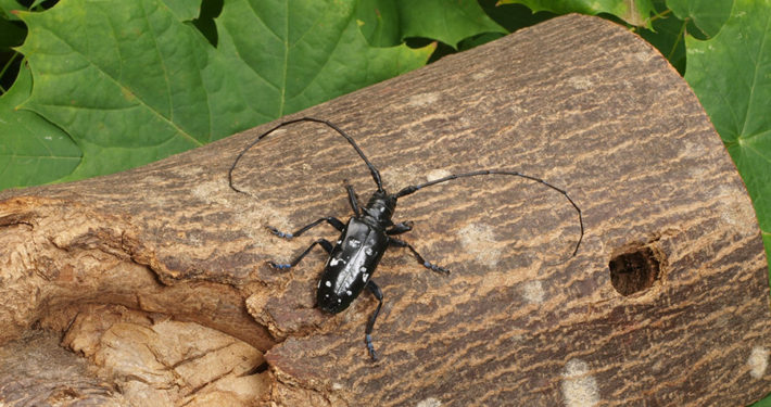 Asiatischer Laubholzbockkäfer. Foto: Bayerische Landesanstalt für Landwirtschaft (LfL)