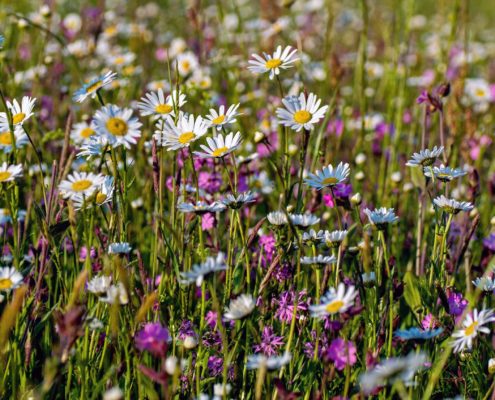 Foto einer Blumenwiese. Kirchheims große grüne Chance: Die Landesgartenschau soll in die Gemeinde kommen.