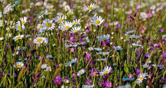 Foto einer Blumenwiese. Kirchheims große grüne Chance: Die Landesgartenschau soll in die Gemeinde kommen.