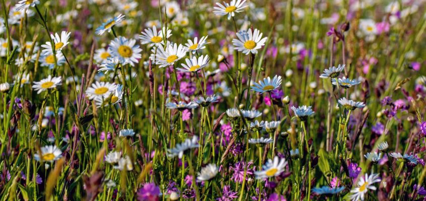 Foto einer Blumenwiese. Kirchheims große grüne Chance: Die Landesgartenschau soll in die Gemeinde kommen.