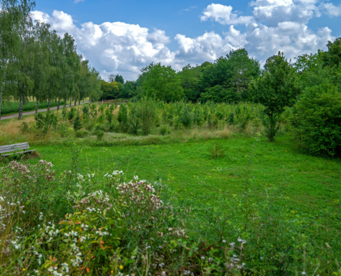 Eichen, Hainbuchen, Sommerlinde, Weißdorn, Hasel: Die Bäume