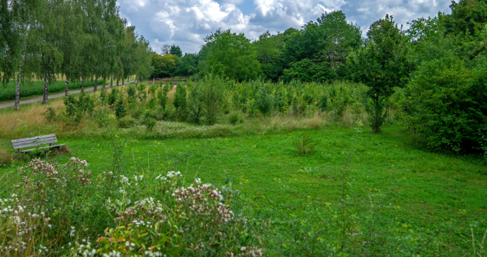 Eichen, Hainbuchen, Sommerlinde, Weißdorn, Hasel: Die Bäume