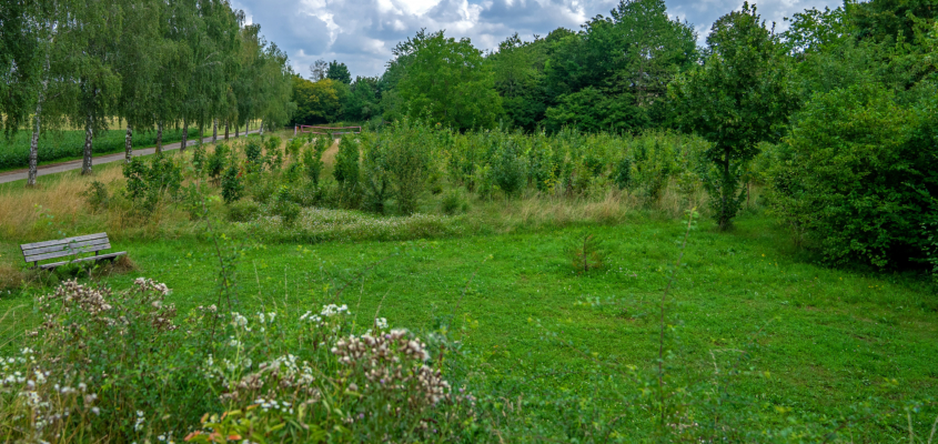 Eichen, Hainbuchen, Sommerlinde, Weißdorn, Hasel: Die Bäume