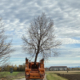 Umzug mit Bergblick: Vom Heimstettener Moosweg wird die Linde zu ihrem neuen Pflanzort gebracht. Foto: Sophia Schreib/Kirchheim 2024 GmbH