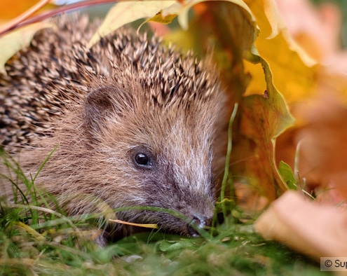 Durch naturnahe Gestaltung von Gärten finden Tiere wie z.B. der Igel einen schützenden Unterschlupf.