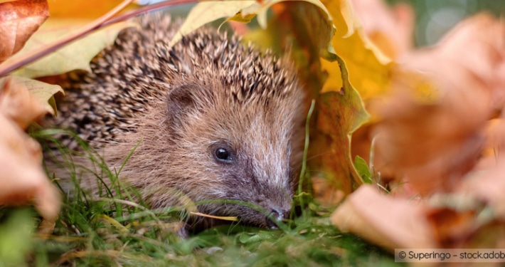 Durch naturnahe Gestaltung von Gärten finden Tiere wie z.B. der Igel einen schützenden Unterschlupf.