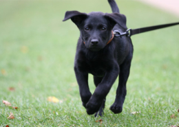 Infos zur Haltung von Hunden