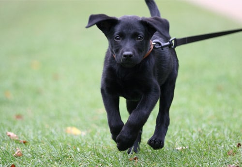 Infos zur Haltung von Hunden