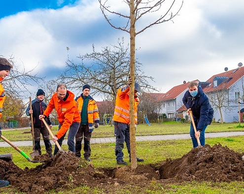 Baum des Jahres 2020: Erster Bürgermeister Maximilian Böltl half tatkräftig mit, als das Team der Bauhofgärtnerei und der Leiter des Umweltamtes, Robert Maier, eine Robinie in die Erde setzten.