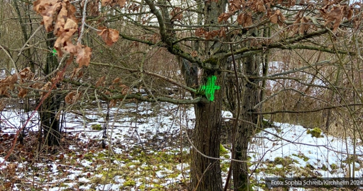 Foto: grün markierter Baum