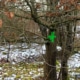 Foto: grün markierter Baum