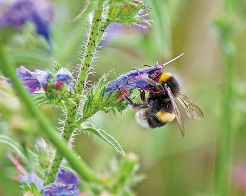 Foto: Hummel